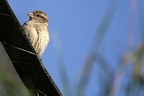 Junger Spatz