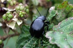 Tatzenkäfer