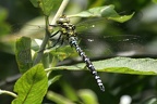 Große Königslibelle