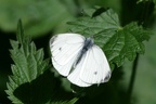 Großer Kohlweißling
