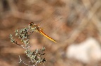Libelle