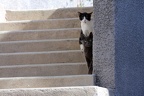 Zwei Katzen