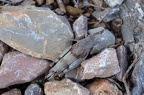 Heuschrecke
