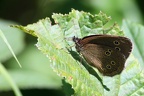 Brauner Waldvogel