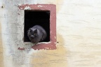 Hauskatze