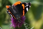 Admiral