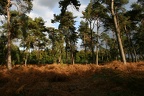Wald