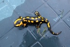 Feuersalamander