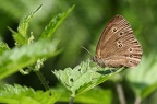 Brauner Waldvogel