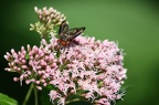 Blütenbesucher Fliege