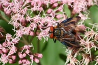 Fliege auf Blüte