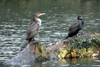 Kormoran
