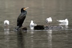 Kormoran