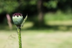 Rote Mohnblume