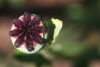 Mohnblume