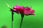 Blüte im Grünen