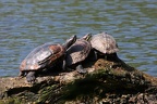 Wasserschildkröten