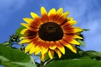 Sonnenblume