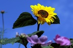 Sonnenblume