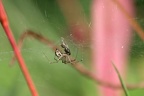 Spinne im Baldachin