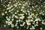 Margeriten