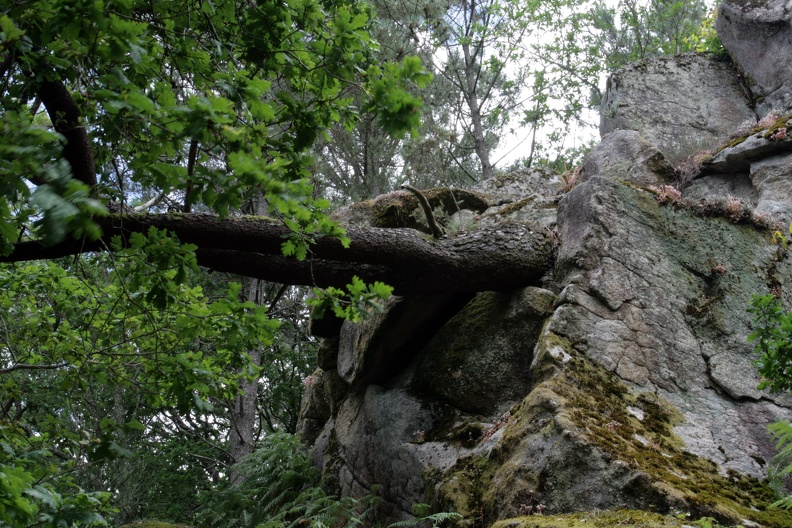 Eiche am Felsen