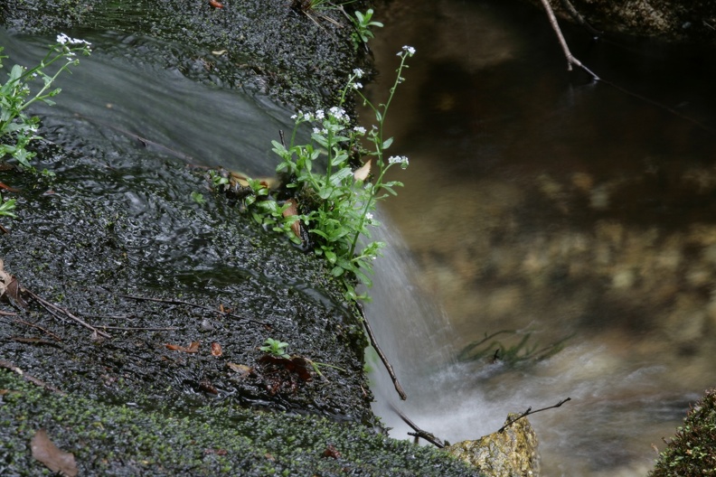 Kleiner Wasserlauf