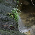 Kleiner Wasserlauf