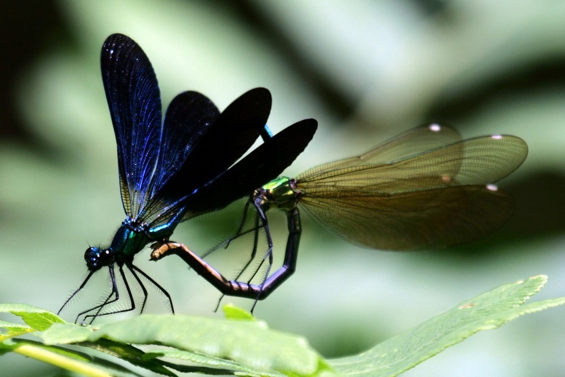 Paarung Blauflügel Prachtlibellen