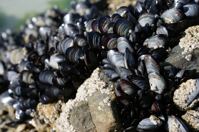 Muschelfelsen