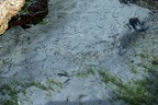 Jungfische (3051 visits) Ein Jungfischschwarm ist im Gezeitentümpel gefangen und muss ebenfalls vorsichtig sein. Jungfische