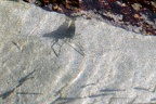 Garnele (3551 visits) Diese kleine Garnele teilt einen Gezeitentümpel mit einem Jungfischschwarm. Sie ist durch ihren fas... Garnele
