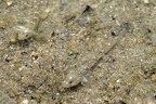 Grundeln (3741 visits) Die beiden jungen Grundeln im Gezeitentümpel sind durch ihre braune Farbe perfekt getarnt. Grundeln