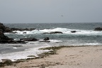 Strand bei Sturm (3653 visits) Über dem Spülsaum am Atlantikstrand kreist eine Mittelmeermöwe auf der Suche nach angeschwemmter ... Strand bei Sturm