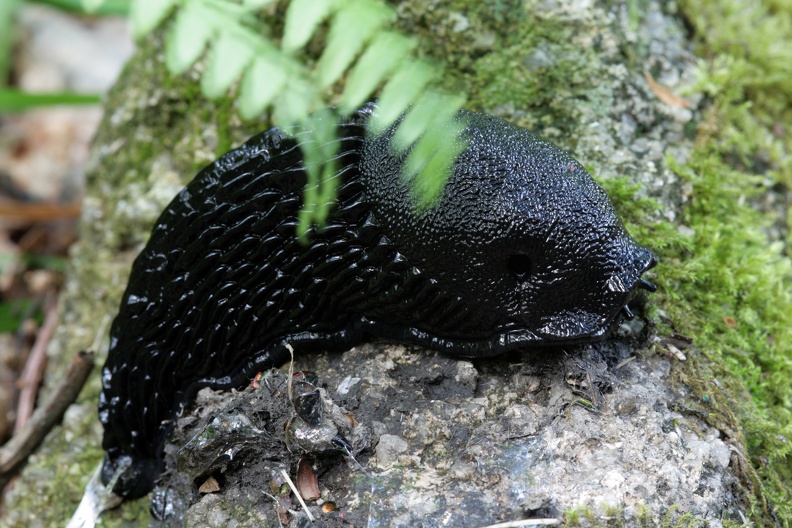 Schwarze Weg- Schnecke