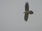 Bartgeier im Flug