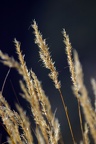 Gras am Ufer (3013 visits) Das Gras am Ufer des Rio Cinca leuchtet im Licht golden. Gras am Ufer