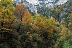 Herbstbäume