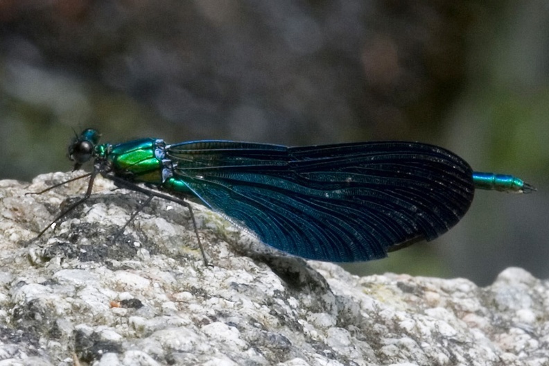Blauflügel-Prachtlibellen leben vor allem an kleinen bis mittelgroßen Bachläufen und anderen Fließgewässern. Diese zeichnen sich durch eine relativ niedrige Wassertemperatur sowie durch eine mäßige bis schnelle Strömung aus. Die Gewässer dürfen dabei nicht zu nährstoffreich (eutroph) sein. prachtlibelle_03.jpg