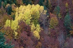 Baumgruppe