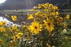 Herbstblumen