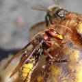 Hornisse und Honigbiene