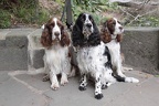 Münsterländertrio