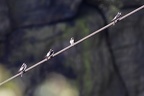 Schwalben auf Drahtseil