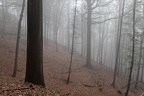 Nebelwald