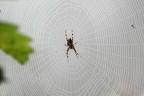 Spinnnetz
