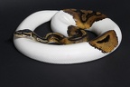 Regius Piebald