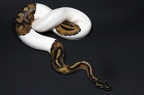 Piebald Königspython
