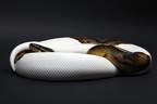 Piebald Königspython