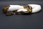 Piebald Königspython